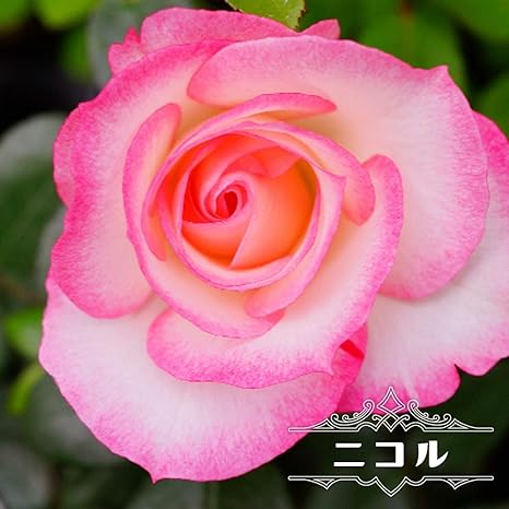 Amazon バラ苗 ニコル Fl 国産苗 大苗 6号ポット 四季咲き 複色 花