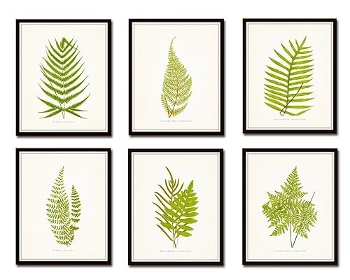 Amazon.com: Vintage Ferns Botanical Print Set No.1 Set of 6 Giclee Fine