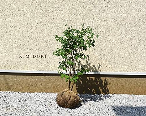 Amazon サラサドウダン 約100cm 植木 庭木 苗 ツツジ 更紗満天星 更紗灯台 どうだん 盆栽 スズラン 花 落葉 明るい未来 フウリンツツジ ガーデニング 園芸 寒さ 強い 植木