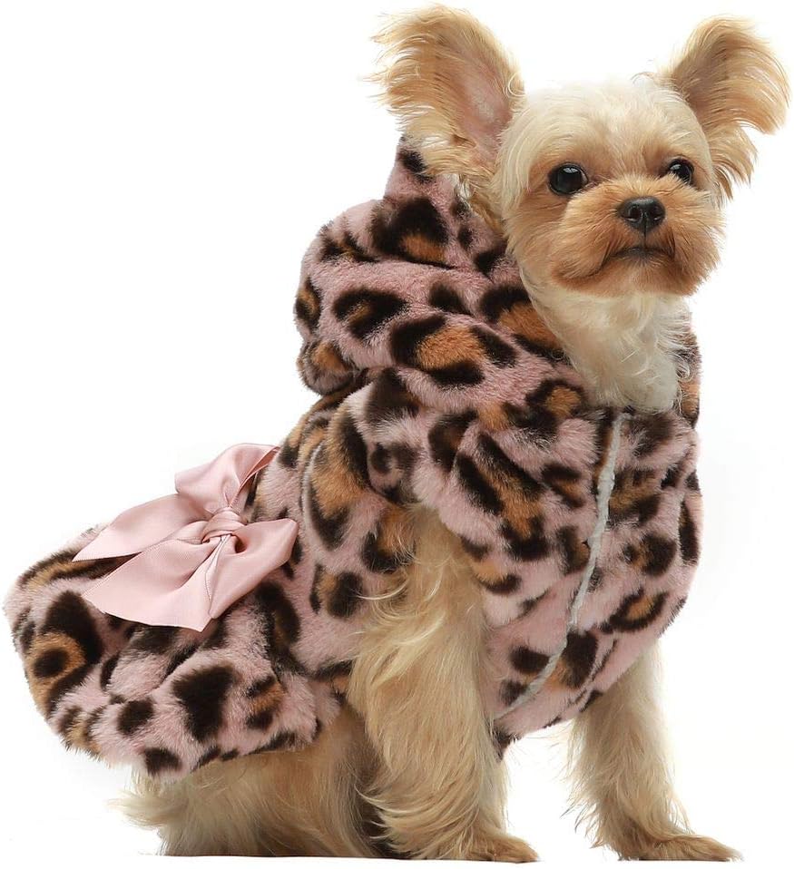 cat in winter clothes