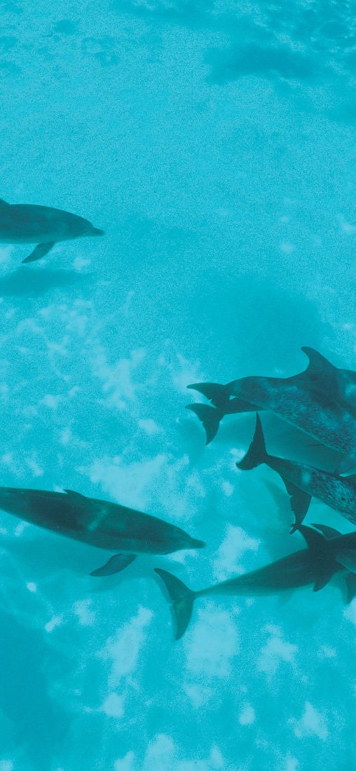 PeelitStickit Dolphin Underwater, Undersea Wall Murals ID-020, vinyl