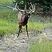 TROPHY ROCK Redmond All-Natural Mineral Rock/Salt Lick, Attract Deer and Big Game