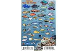 Bahamas Reef Creatures Identification Waterproof Fish Card 4"x6"