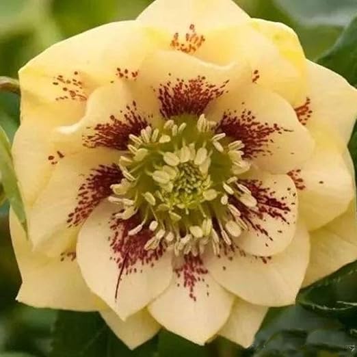 QHYDZ Garden-50pcs Rara Hellebores Flores para Invierno, Perenne ...