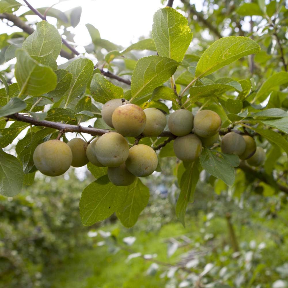 Sibley's Patio Gage ReineClaude Oullins Fruit Tree in a 4.L Pot