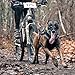 Non-stop dogwear Freemotion Harness: Padded for Active Dogs, Canicross, Skijoring & Bikejoring (7)