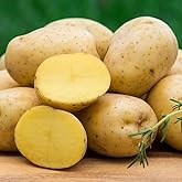 Yukon Gold Certified Seed Potatoes Non GMO 3LB Farm Fresh Ready To Grow American Raised
