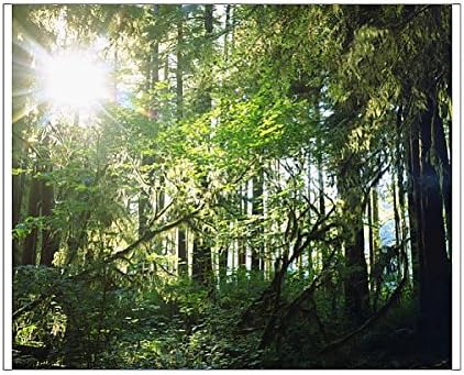 10x8 Print of USA; Washington; Olympic National Park. Moss growing from trees in the rain (13980773)