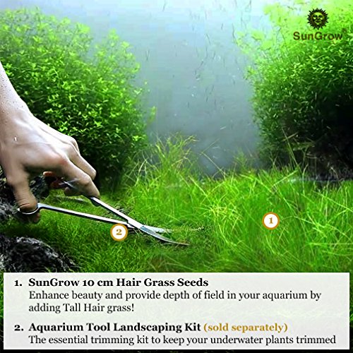 Luffy Hair Grass Seeds, Mid or Foreground Tank Decor, Amphibious Carpet Aquarium Plant, Can Grow Fast Up to 4 Inches, Creeper Plant Covers Tank Surface Quickly, 0.35 Ounce Pack - Thumbnail 5