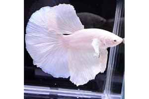 D&A TROPICAL FISH LLC D&A Tropical Live Fish-1 Male Halfmoon Betta Live Fish- Live Betta Fish for Pond, Fish Tank or Aquarium, Live Fish Freshwater (White)