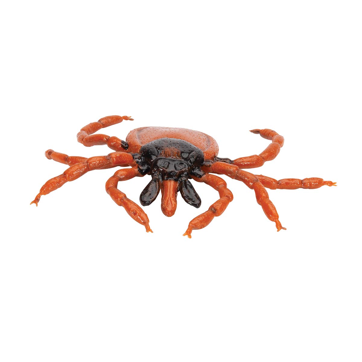 3B Scientific R50 Castor Bean Tick (Ixodes Ricinus) Model - Image 5