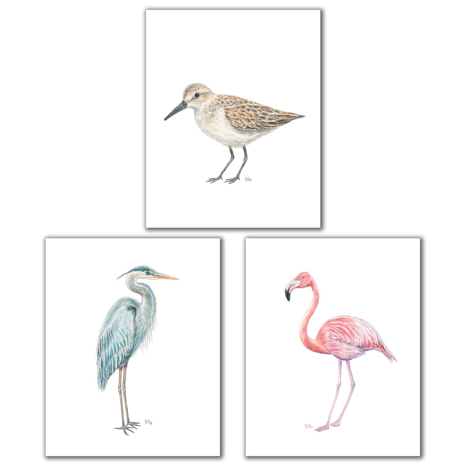 Coastal Bird Art Prints Set of 3, Seabird Wall Art Beach