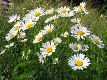 1kg Oxeye Daisy Wildflower Seeds Cottage Garden Ox Eye Daisy Hp