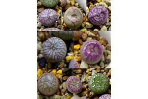 Lithops Rare Living Stones Plants Cactus Succulent Home Plantnes Plants Cactus Home Plant 50 Seeds