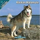 Alaskan Malamute 2010 Wall Calendar by 