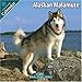 Alaskan Malamute 2010 Wall Calendar by 