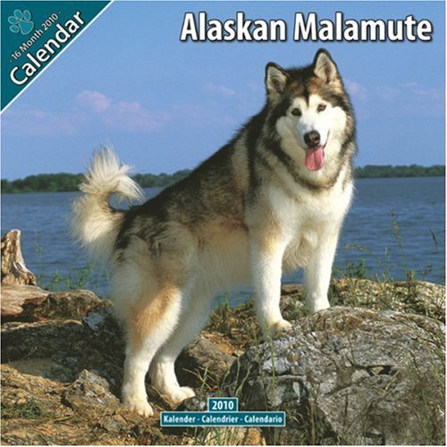 Alaskan Malamute 2010 Wall Calendar by 