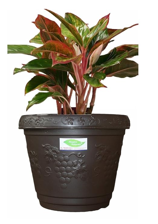 Blossom 12 inch decorative pot Dark grey color (PACK OF 2) - Minerva Naturals