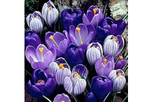 HIRT'S GARDENS Blue Moon Mix Crocus 20 Bulbs - Blues and Purples - 8/9cm