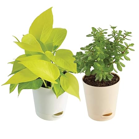 Ugaoo Good Luck Indoor Plants For Home With Pot - Jade Plant & Money Plant Golden