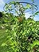 Gardener's Supply Company Essex Trellis for Climbing Plants Outdoor | Sturdy Upright Garden Trellis for Vines, Tomatoes, Peas & Other Live Plants Support | No Assembly Required - 25-1/2