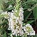 Lo & Behold ® Buddleia x 'Ice Chip' PPAF - Butterfly Bush -4" Pot-Proven Winners