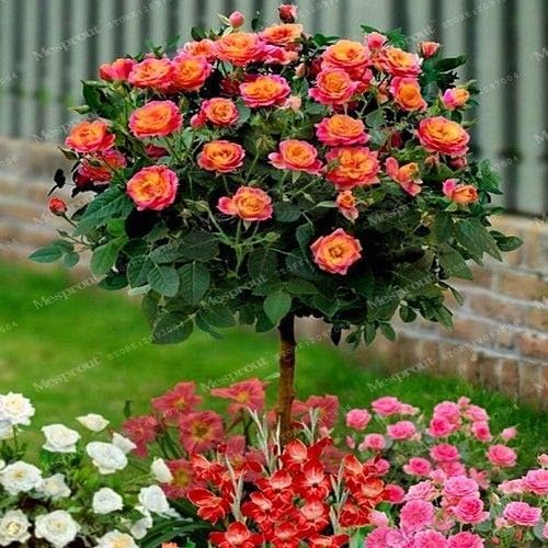 Plentree Mixed: 100Pcs Rose Tree Aromatic Pleasant-Smelling Fragrant Bonsai Flower Seed, Rose
