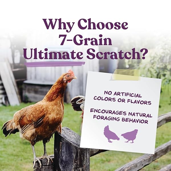 MANNA PRO 7-GRAIN ULTIMATE CHICKEN SCRATCH – SCRATCH GRAIN TREAT FOR CHICKENS AND OTHER BIRDS – NON-GMO NATURAL INGREDIENTS – 10 LBS