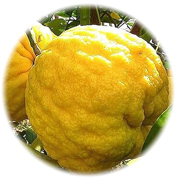 最高かつ最も包括的な鬼 ゆず 最高の花の画像