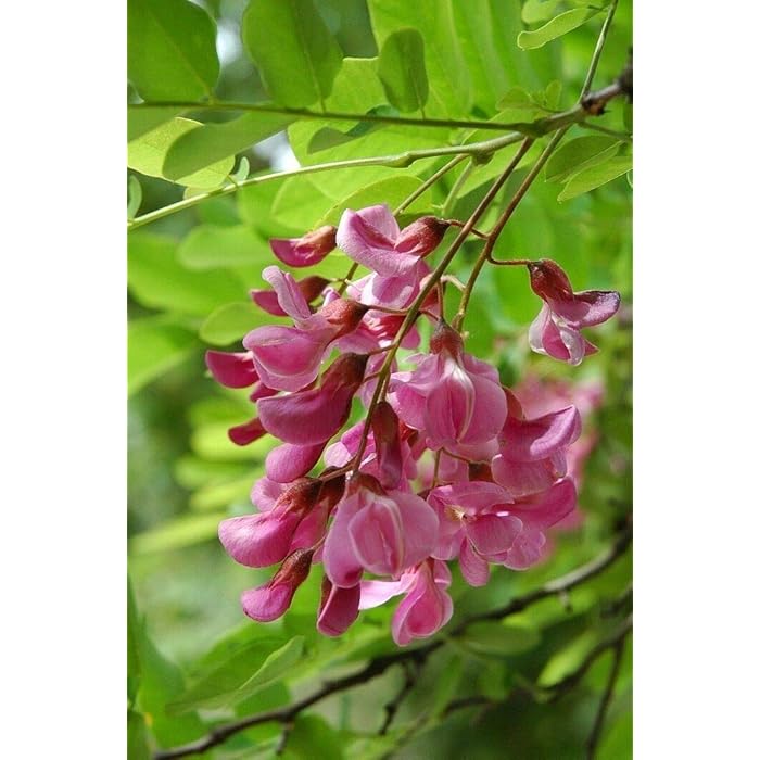 Buy Indigofera Tinctoria True Indigo Rare Tropical Plant Seeds (10