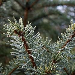 Aromatics International Sitka Spruce Essential Oil