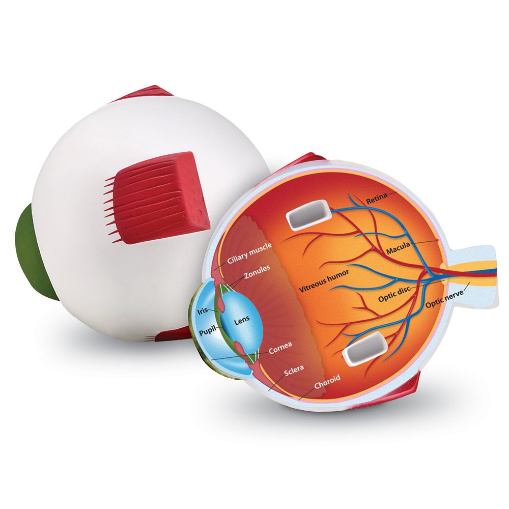 Learning Resources Cross-Section Eye Model