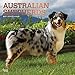 Australian Shepherds 2019 12 x 12 Inch Monthly Square Wall Calendar with Foil Stamped Cover, Animals Dog Breeds (Multilingual Edition)