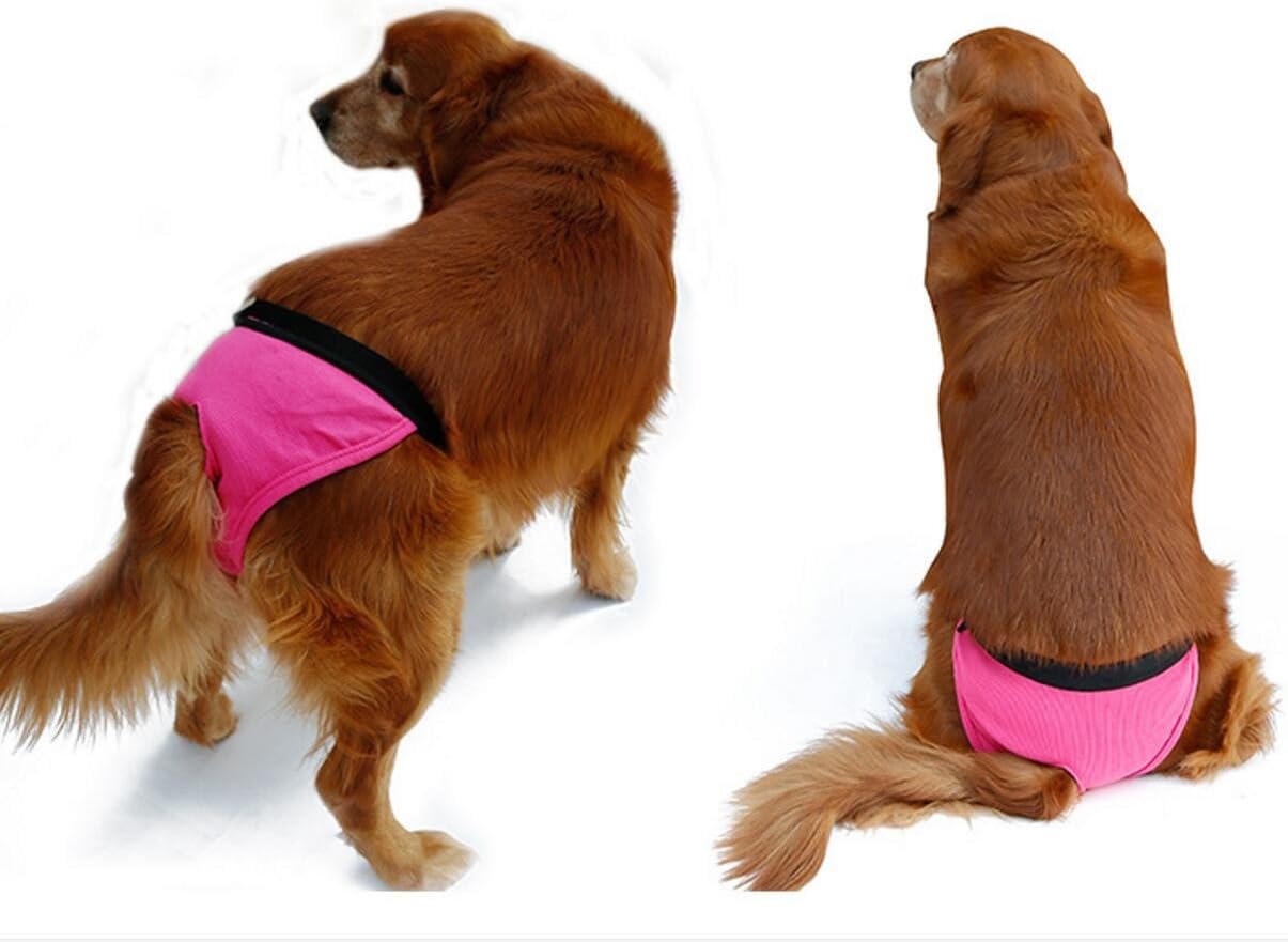 dog period panties