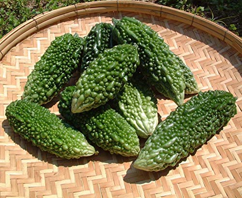 Bitter Melon Seeds Medicinal Benefits Bitter Gourd Kakara Kaya 100 Seeds Pricepulse