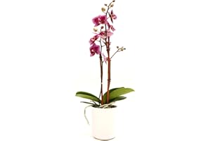 DecoBlooms Premium Purple Orchid Live Indoor Plant - 3 inch Blooms, Modern Pot Included, Gift Fresh Flowering Home Decor for Anniversary, Birthday, Congratulations, Get Well, Sympathy, Thank You