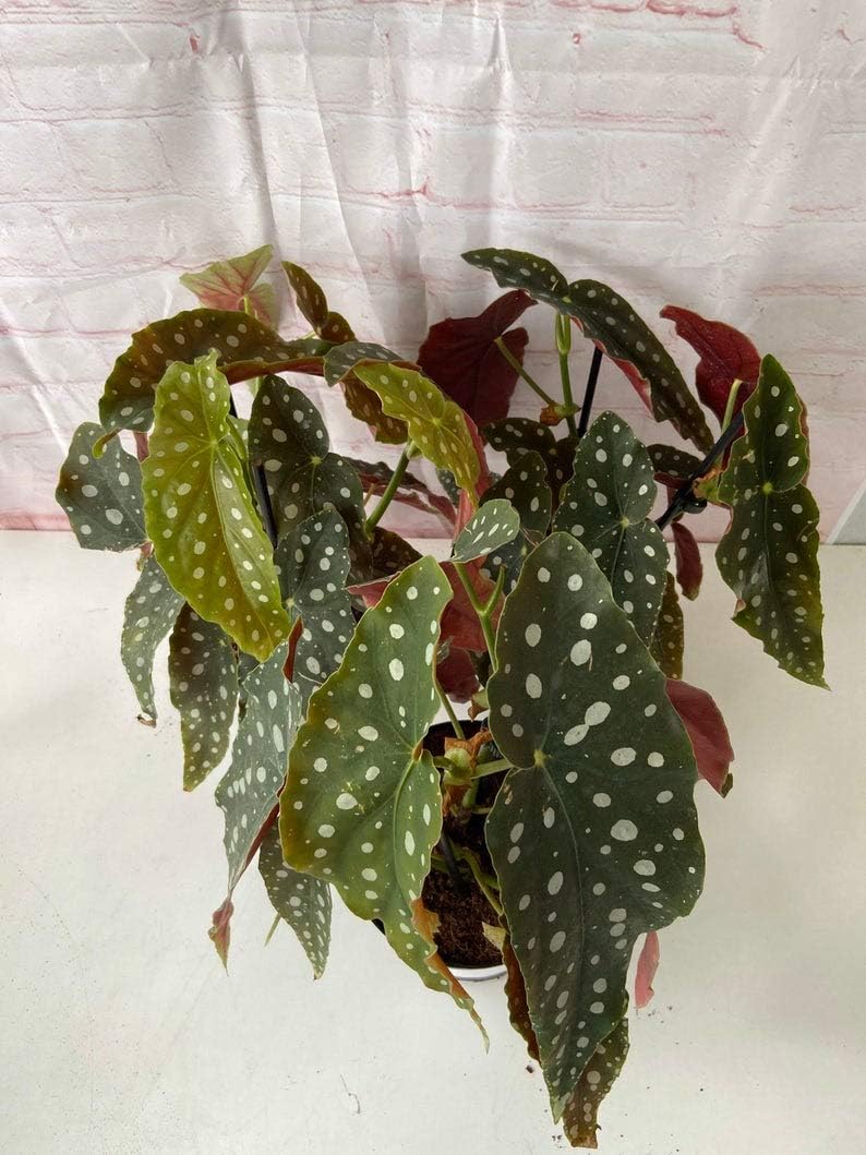 1 Begonia Maculata Polka Dot Plant Live Plant #TMB74 (with Heat Pack, Elisa)