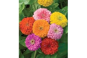 Zinnia - California Giant Mix - Bulk Pack 5,000 Seeds by Seeds2Go
