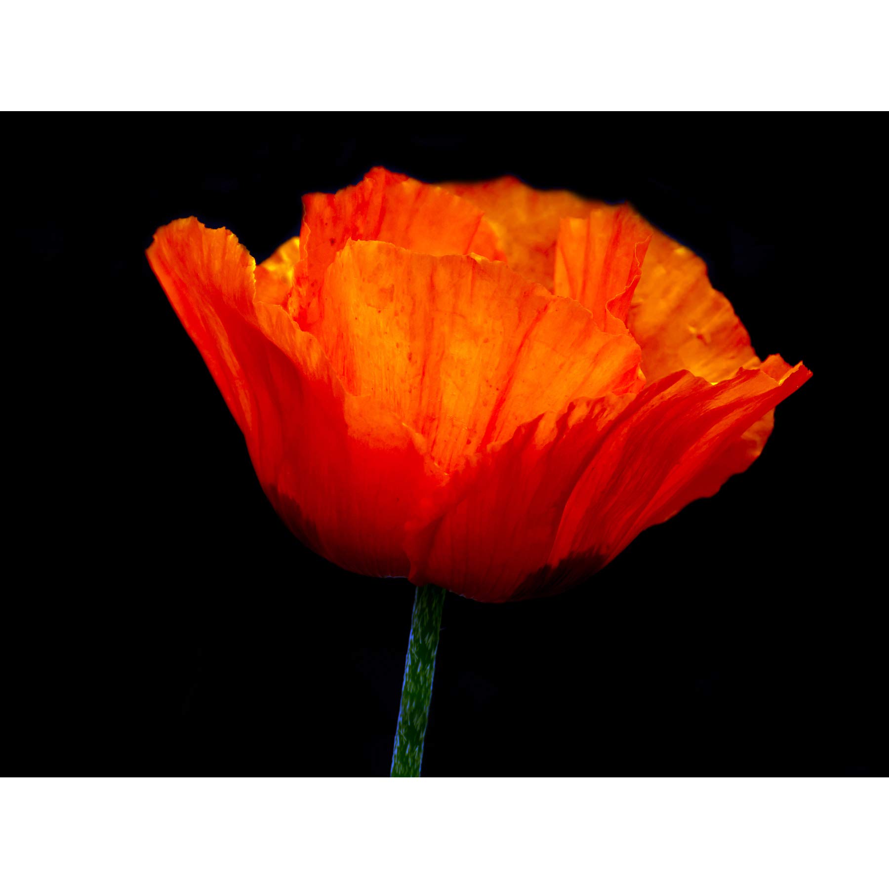 Wee Blue Coo Nature Photo Orange Poppy Flower Petal Plant Canvas Print