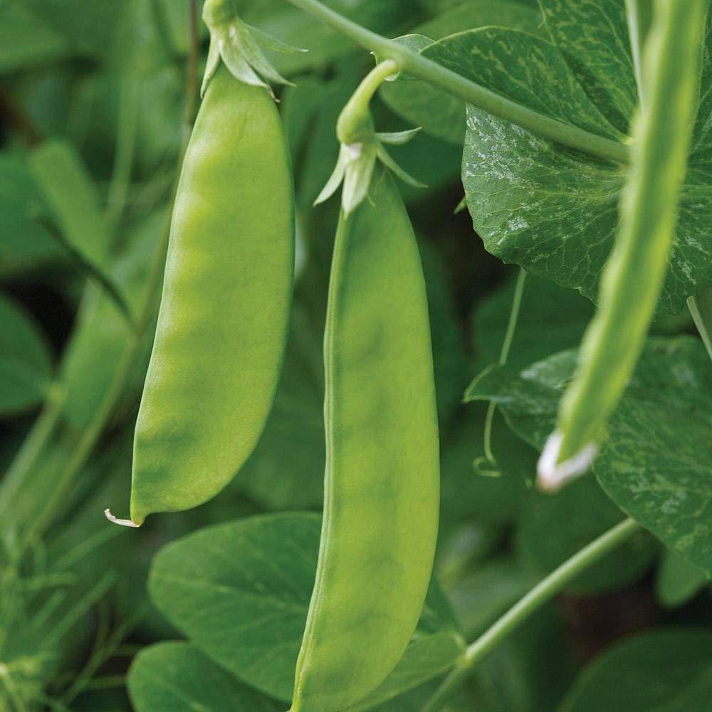 Pea Mangetout Seeds 'Oregon Sugar Pod'Hardy Annual Vegetable Garden Plants Easy to Grow Your Own 1 Packet 250 Seeds by Thompson and Morgan