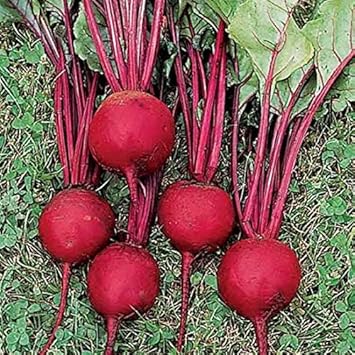 Amazon ルビーレッドビーツの種 100粒 野菜