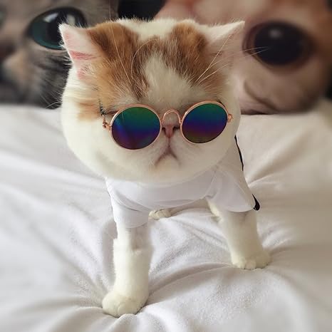 gatos con gafas