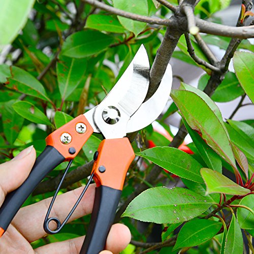 GANCHUN Pruning Shears Stainless Steel Garden Pruner 8" Bypass Garden Shears for Bonsai,Branch,Tree Trimmer,Flowers. - Thumbnail 4