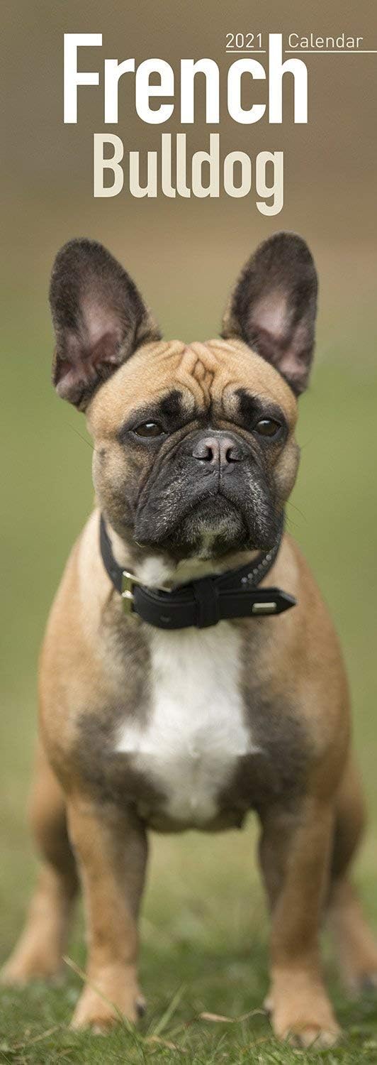 French Bulldog Slim Calendar 2021 Dog Breed Slimline Calendar 12