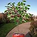 10 Seeds Dwarf Cherry Tree Self-Fertile Fruit Tree Indoor/Outdoor primary