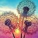 5D Diamond Painting,Rhinestone Diamond Embroidery Paintings Pictures DIY Paint with Diamonds Arts Craft for Home Wall Christmas Decor Full Drill 30 x 30cm (Dandelion)