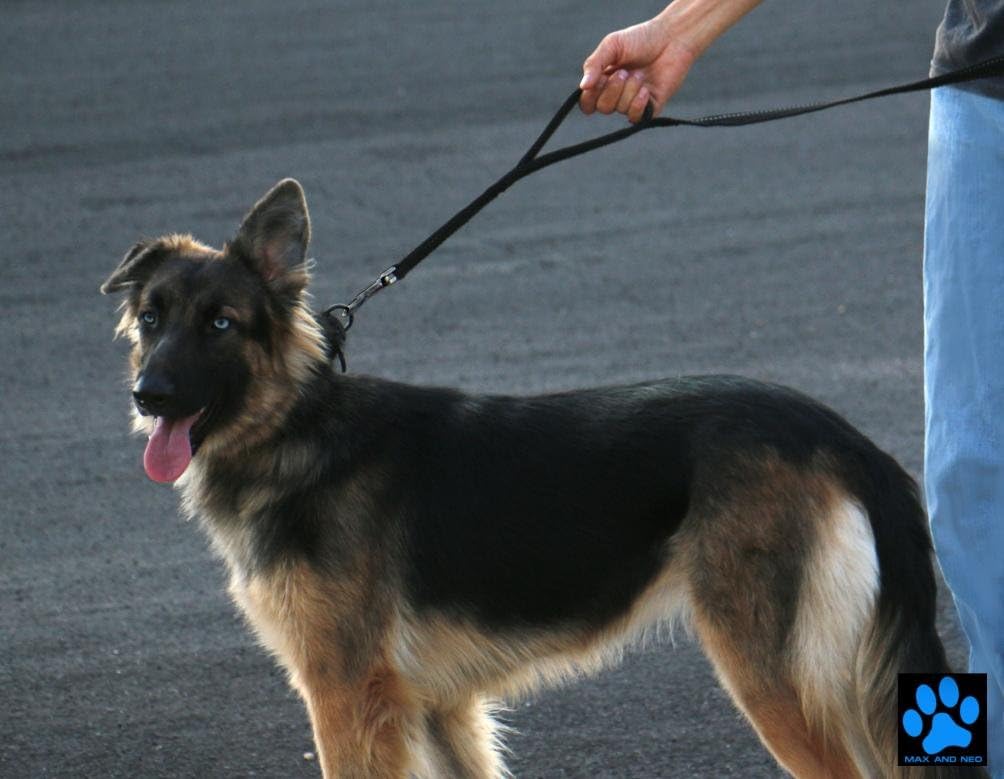 Max and Neo Double Handle Traffic Dog Leash Reflective - We Donate a Leash to a Dog Rescue for Every Leash Sold (Black, 6 FT) : Pet Supplies