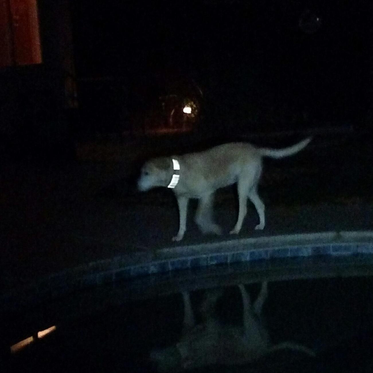 best reflective dog collar