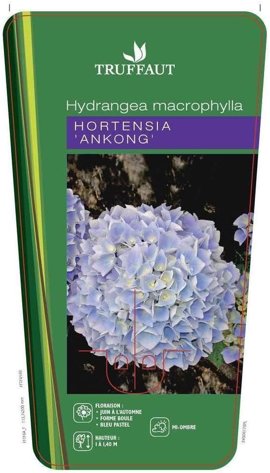 Truffaut Hydrangea Macrophylla Ankong Pot 10l