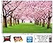 GREAT ART Photo Wallpaper – Cherry Blossom – Picture Decoration Spring Tree Avenue Nature Japan Landscape Sakura Bloom Tokyo Flowers Image Decor Wall Mural (82.7x55.1in - 210x140cm)